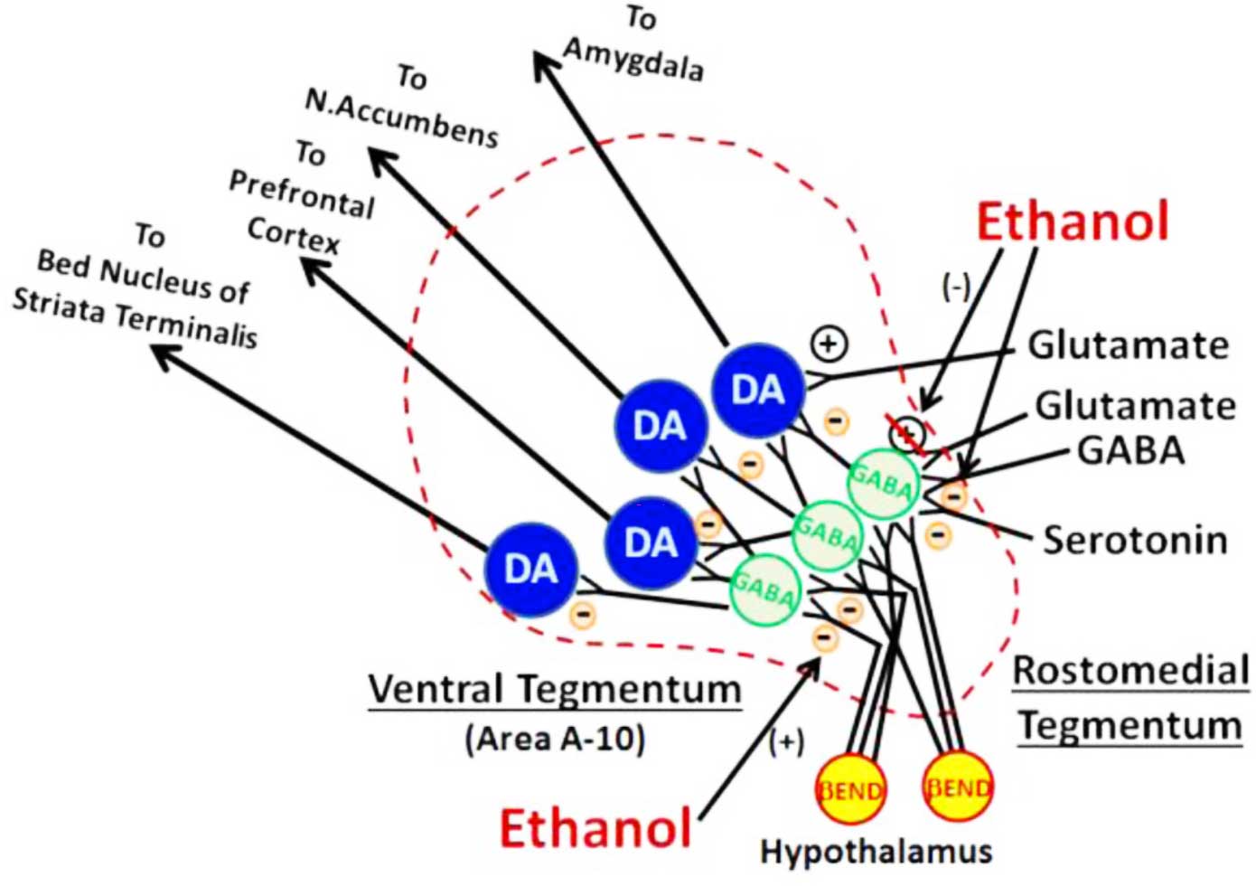 Dopaminergic Neurons as Signalers of Reward